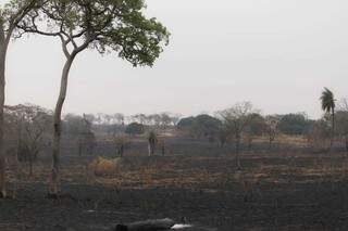 Área devastada por fogo às margens do Rio Taquari, em Coxim. (Foto: Marcos Maluf)