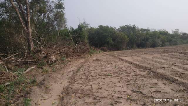 Boiada peregrina por comida e ribeirinho teme que o fim venha pelo fogo -  Meio Ambiente - Campo Grande News