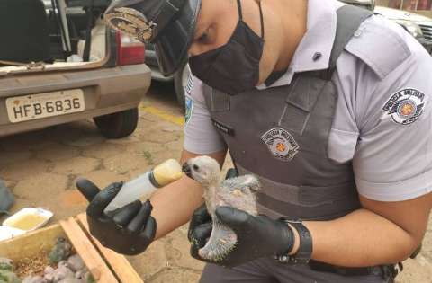 Traficantes com 160 filhotes de papagaios são multados em quase R$ 1,3 milhão