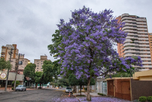 Primeiro dia de primavera ser&aacute; de temperaturas amenas e pancadas de chuva 