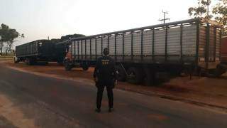 Caminhões que transportavam bois trazidos do Paraguai (Foto: Divulgação)