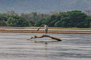 Ave sobre tronco no leito de um dos rios da região pantaneira. (Foto: Silas Lima)