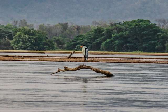 &quot;Sala de Crise&quot; vai tentar diminuir impactos da seca no Pantanal 