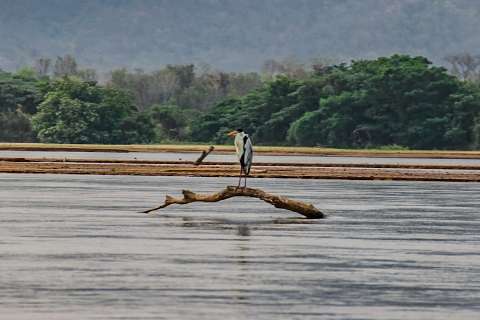 "Sala de Crise" vai tentar diminuir impactos da seca no Pantanal 