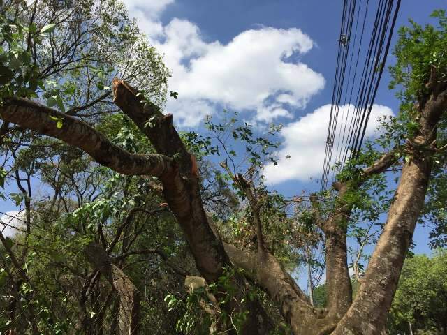 Poda deixa Parque dos Poderes estranho ao olhar de quem passa