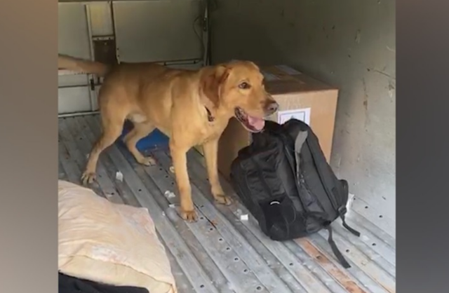 C&atilde;o farejador encontra droga em corpo de jovem que &eacute; presa na rodovi&aacute;ria 