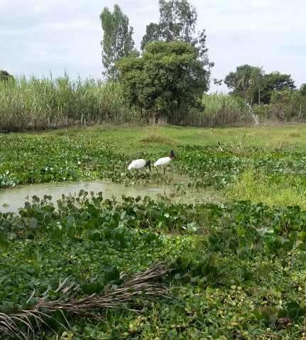 No Pantanal, tuiui&uacute;s s&atilde;o alimentados todos os dias por seu Aguedo