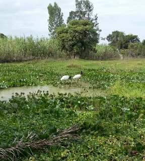 No Pantanal, tuiuiús são alimentados todos os dias por seu Aguedo
