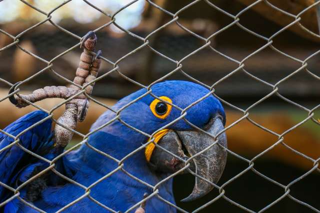 Com fogo no Pantanal, araras-azuis novamente correm risco de extin&ccedil;&atilde;o