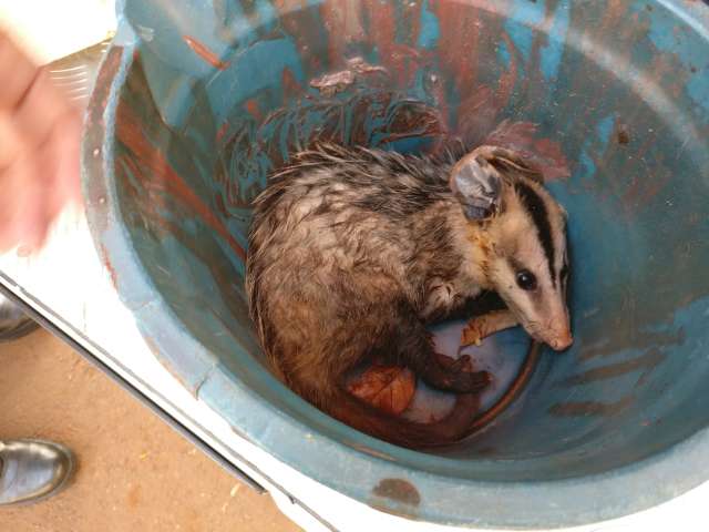 Gamb&aacute; mordido por cachorro &eacute; resgatado em cemit&eacute;rio da Capital