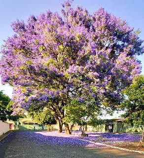 H&aacute; 15 anos no Lar do Trabalhador, morador diz que nunca viu florada t&atilde;o linda