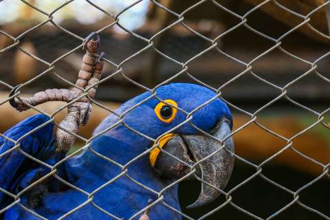 Com fogo no Pantanal, araras-azuis novamente correm risco de extinção