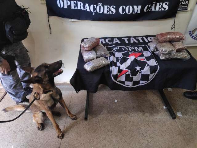 No 1&ordm; dia de trabalho, farejador An&iacute;bal acha droga com adolescente gr&aacute;vida