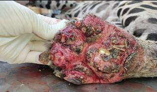 Pata bastante queimada, de uma onça encontrada morta no Pantanal por amigos do pesquisador. (Foto: Arquivo Pessoal)