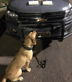 Flagrante só aconteceu com a ajuda de um dos cães farejadores da Polícia Militar (Foto: divulgação/PM) 