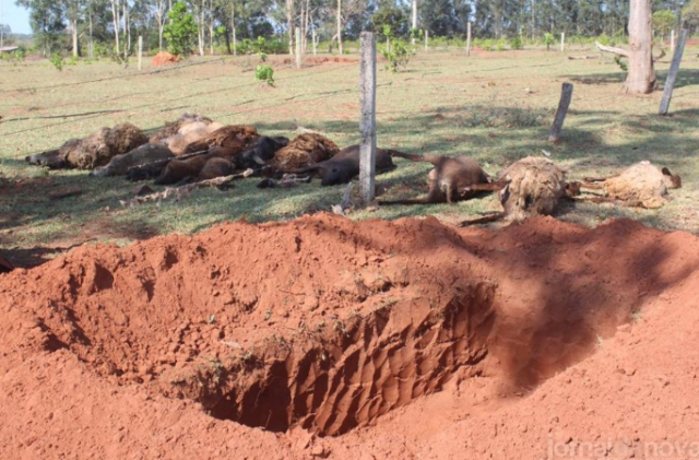 Pitbulls invadem s&iacute;tio, matam 16 carneiros e deixam preju&iacute;zo de R$ 10 mil