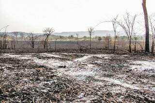 Área queimada nas margens da Transpantaneira, região de Coxim. (Foto: Silas Lima)