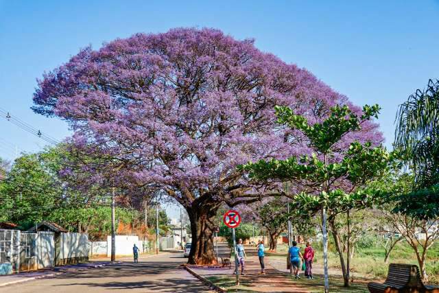 Dada como morta ap&oacute;s inc&ecirc;ndio, tarum&atilde; &quot;revive&quot; em florada exuberante 