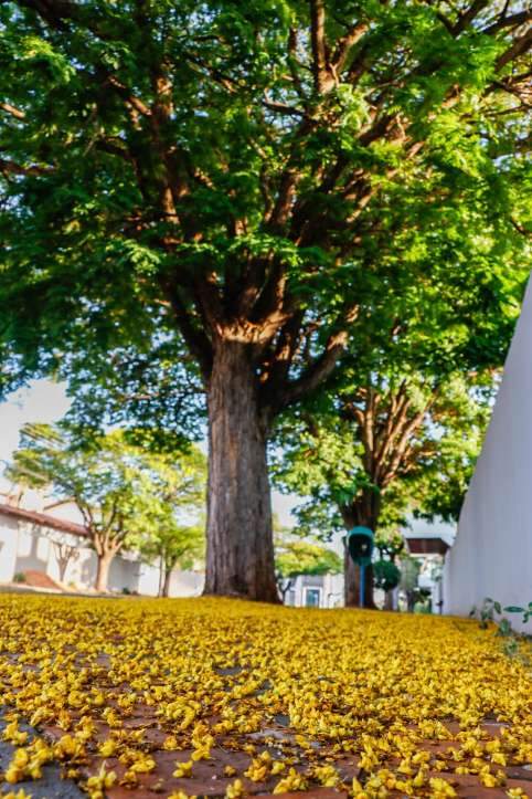 Ipês dão lugar a sibipirunas e sapucaias em BH na primavera: veja as  árvores da estação, Minas Gerais