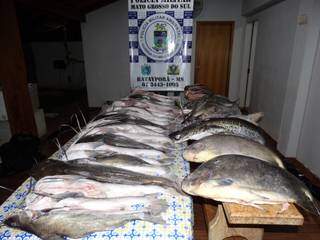 Peixes apreendidos pela PMA de Baytaporã na Operação Hórus (Foto: Reprodução/PMA)