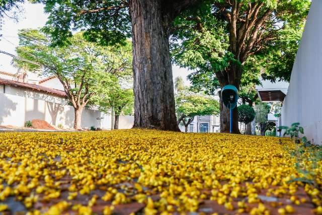 Todo mundo nota o &quot;marketing&quot; dos ip&ecirc;s, mas flores da vez s&atilde;o as das sibipirunas