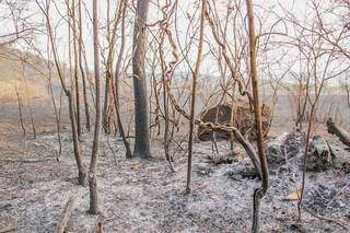 Em queimadas e seca históricas, quase 3 milhões de hectares do Pantanal já foram consumidos, o que corresponde a praticamente 20% do bioma. (Foto: Silas Lima)