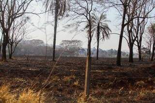 Área de vegetação próxima ao Ceuzinho consumida pelo fogo no sábado (Foto: Marcos Maluf)