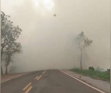 Boiada peregrina por comida e ribeirinho teme que o fim venha pelo fogo -  Meio Ambiente - Campo Grande News