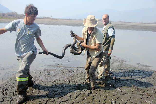 Debaixo de fogo, Pantanal tem cenas de deserto e sofrimento de animais