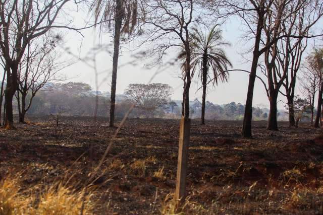 Fogo em vegeta&ccedil;&atilde;o come&ccedil;ou no Ceuzinho e chegou pr&oacute;ximo ao Detran