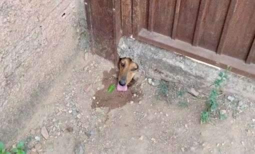 C&atilde;o fica com a cabe&ccedil;a presa em buraco de concreto
