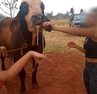 Mulher dá cerveja para vaca amarrada, filma e posta no Instagram