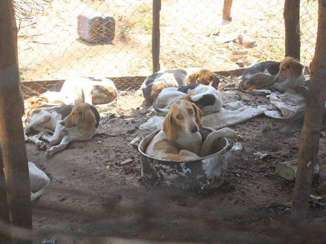 Juiz manda que 40 c&atilde;es resgatados fiquem em lares tempor&aacute;rios