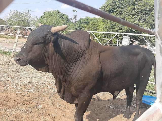 Agricultor &eacute; autuado por prender touros pelo focinho com corrente de ferro 