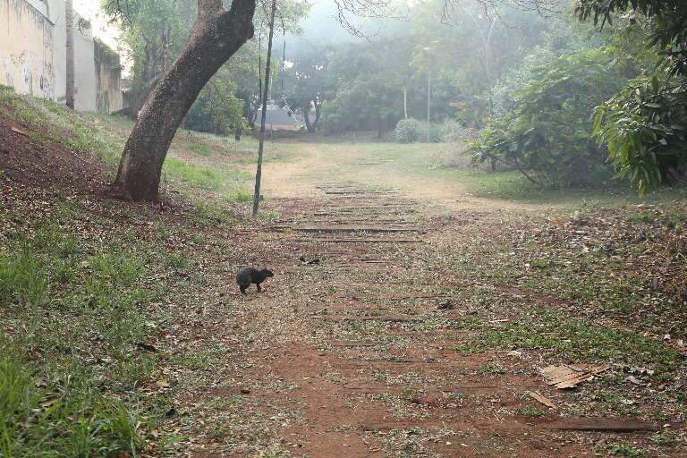 Campo Grande News