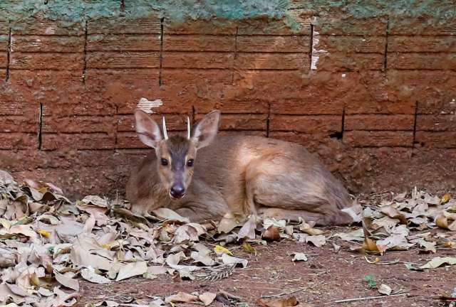 Boletim aponta que maioria dos animais v&iacute;timas de queimadas n&atilde;o sobrevive