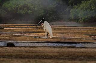 Tuiuiú, símbolo do Pantanal, parece estar de joelhos diante da situação (Foto: Marcos Maluf)
