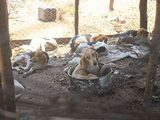 Animais estavam em fazenda e foram resgatados no dia 23 de setembro do ano passado. (Foto: Marina Pacheco/Arquivo)