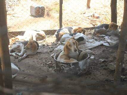 Juiz manda que 40 cães resgatados fiquem em lares temporários