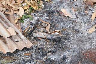 Parte do lixo, incluindo ossos de animais, foram incendiados nos últimos dias. (Foto: Kísie Ainoã)