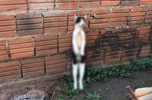 Gata &eacute; morta e pendurada no muro de protetora de animais