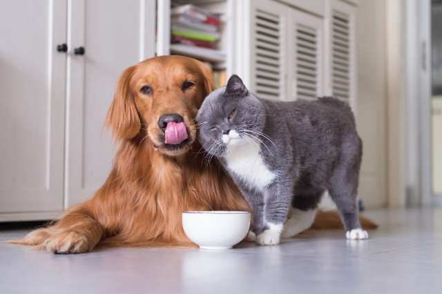 Descubra como alimentar seu cão da maneira correta