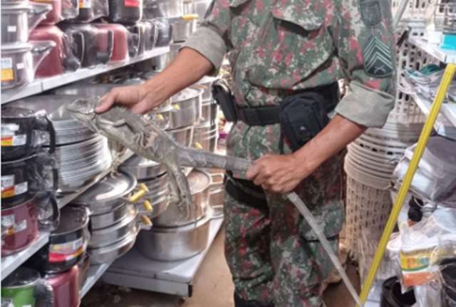 Comerciante encontra iguana-verde andando em meio a prateleiras de loja 