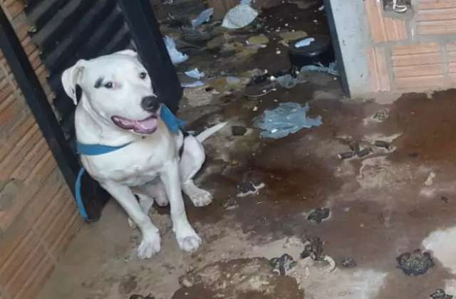  Pitbull abandonado &eacute; resgatado e se torna primeiro mascote de delegacia