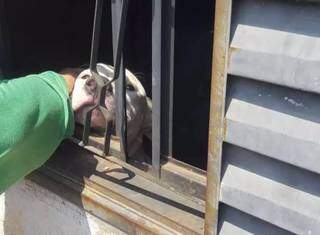 Pitbull recebia alimentação e água de vizinhos, pela janela da casa, enquato estava trancado. (Foto: Direto das Ruas)