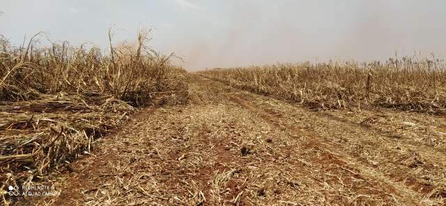 Usina &eacute; multada em R$ 325 mil por inc&ecirc;ndio em lavoura de cana