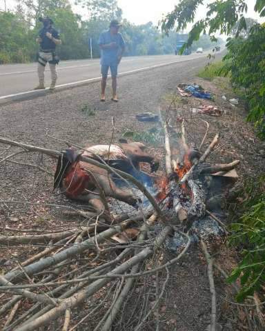 Andarilho faz &quot;churrasco&quot; com carne de anta atropelada na BR-262