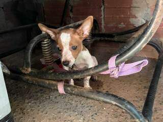 Filhote era mantido amarrado, dentro de um cômodo sem ventilação (Foto: Divulgação)