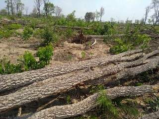 Árvores foram encontradas caídas na área devastada. (Foto: PMA) 