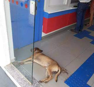 Cachorro se refrescando no ar condicionado do banco. (Foto: Rio Pardo News)
